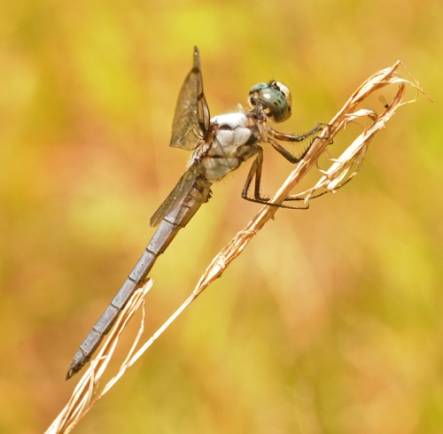 Male
2014_07_21_Oconee_SC